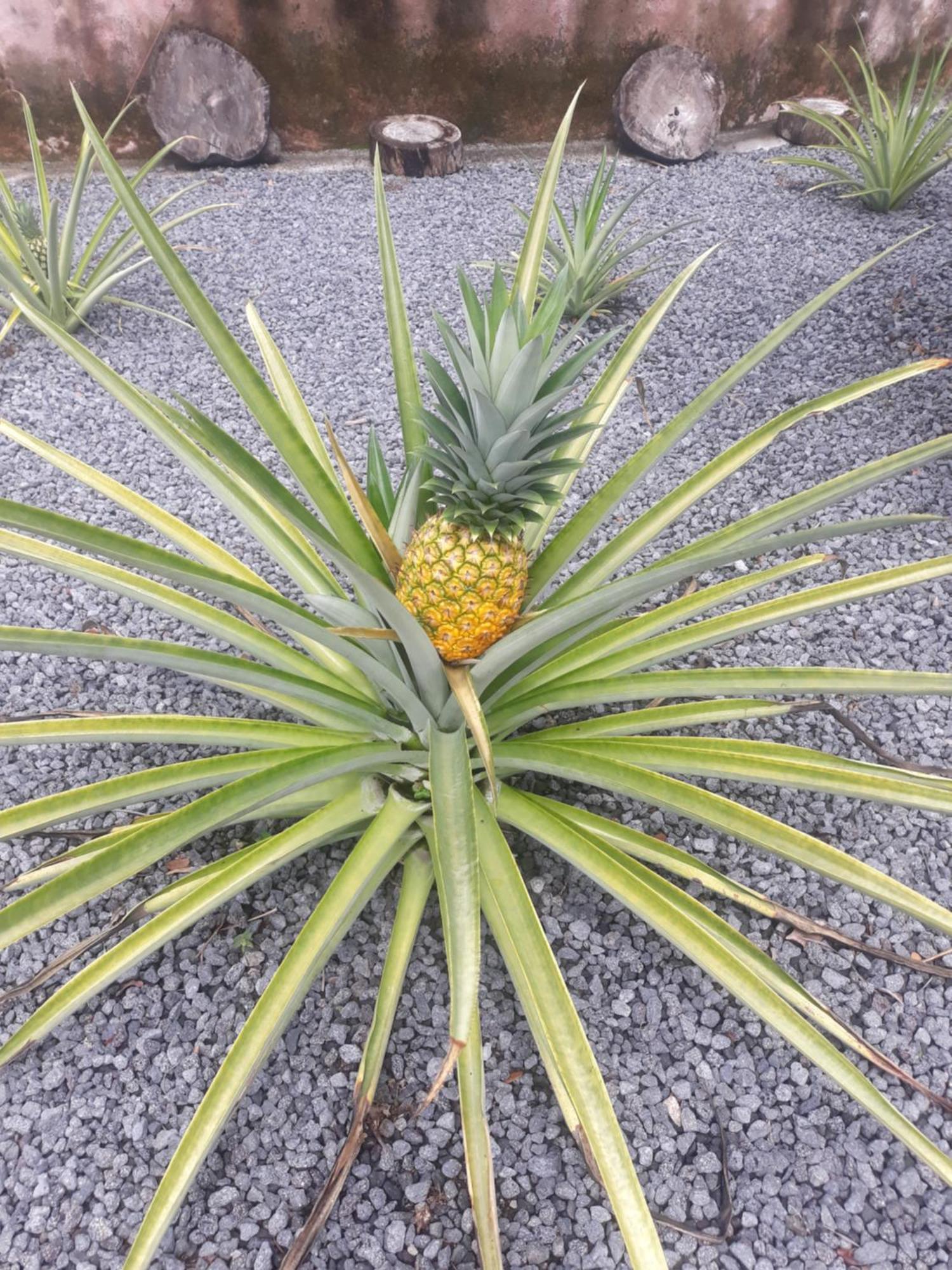Rancho Tranquillo Vandrarhem Moyogalpa Exteriör bild
